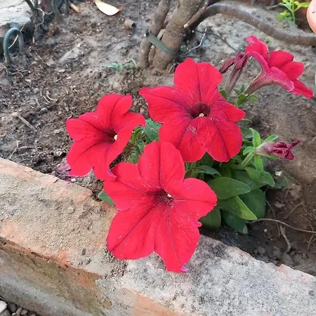 Delle Arti Oda ve Kahvaltı Crema